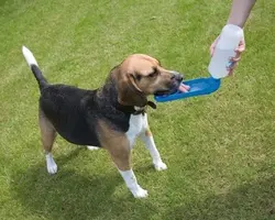 ظرف آبخوری مسافرتی، مخصوص سگ، ۵۰۰ میلی لیتری