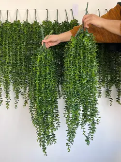 ریسه شمشاد ساده