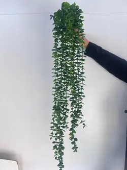 ریسه شمشاد ساده