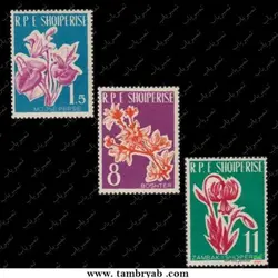 گل‌ها - آلبانی ۱۹۶۱