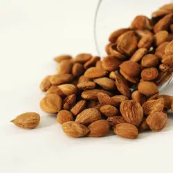 هسته زردآلو خام