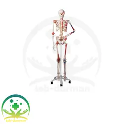 مولاژ اسکلت بدن انسان - فروشگاه تجهیزات و لوازم پزشکی طب درمان