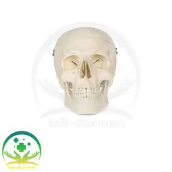 مولاژ جمجمه انسان - فروشگاه تجهیزات و لوازم پزشکی طب درمان نمایش کامل جمجمه