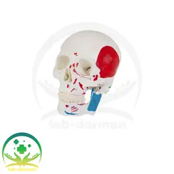 مولاژ جمجمه رنگی - فروشگاه تجهیزات و لوازم پزشکی طب درمان