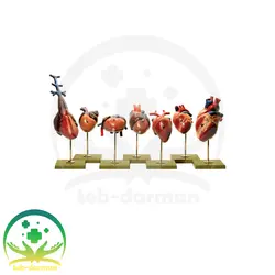 مولاژ سری قلب حیوانات - فروشگاه تجهیزات و لوازم پزشکی طب درمان