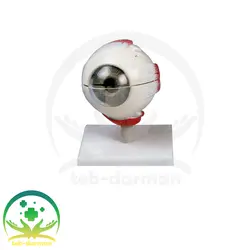 مولاژ کره چشم - فروشگاه تجهیزات و لوازم پزشکی طب درمان کروی شکل
