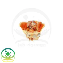 مولاژ لگن خاصره زن با نمایش ماهیچه ها - فروشگاه تجهیزات و لوازم پزشکی طب درمان