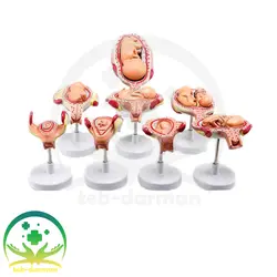 مولاژ مراحل حاملگی - فروشگاه تجهیزات و لوازم پزشکی طب درمان