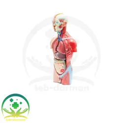 مولاژ نیم تنه 1/2 اندازه طبیعی - فروشگاه تجهیزات و لوازم پزشکی طب درمان