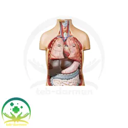 مولاژ نیم تنه 11قسمتی - فروشگاه تجهیزات و لوازم پزشکی طب درمان
