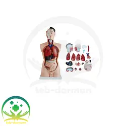 مولاژ نیم تنه ۱۹قسمتی - فروشگاه تجهیزات و لوازم پزشکی طب درمان