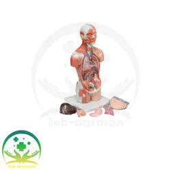 مولاژ نیم‌تنه نمایش عضلات - فروشگاه تجهیزات و لوازم پزشکی طب درمان