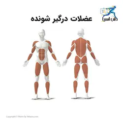 دستگاه شبیه سازی قایقرانی Kettler Favorit - طب آسیا