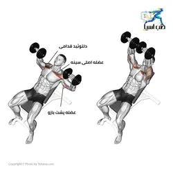 نیمکت بالا سینه ثابت آسمان فیتنس - طب آسیا