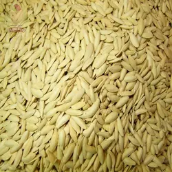 تخمه کدو مشهدی ریز خام