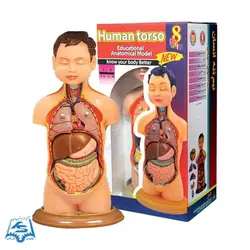 مولاژ نیم تنه انسان (عروسکی) مدل ASM04