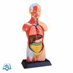 مولاژ نیم تنه انسان (با نمایش ماهیچه) مدل ASM01