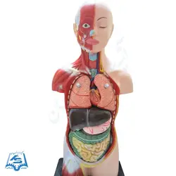 مولاژ نیم تنه انسان (با نمایش ماهیچه) مدل ASM01