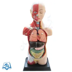 مولاژ نیم تنه انسان (با نمایش ماهیچه) مدل ASM01