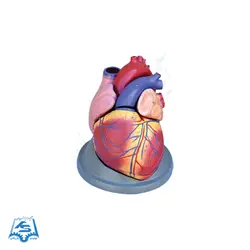 مولاژ قلب (6 قسمتی) مدل ASM09