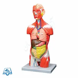 مولاژ نیم تنه با نمایش ماهیچه مدل ASM05