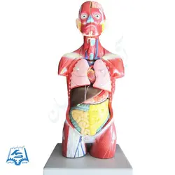 مولاژ نیم تنه با نمایش ماهیچه مدل ASM05