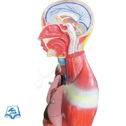مولاژ نیم تنه با نمایش ماهیچه مدل ASM05
