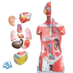 مولاژ نیم تنه با نمایش ماهیچه مدل ASM05