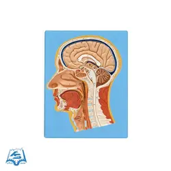 مولاژ مقطع سر و صورت مدل ASM57