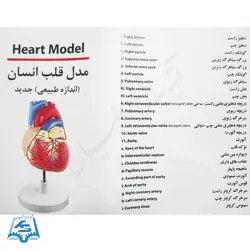 مولاژ قلب (اندازه طبیعی) مدل ASM11