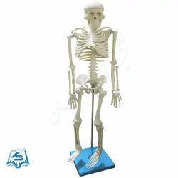 مولاژ اسکلت بدن انسان مدل ASM65