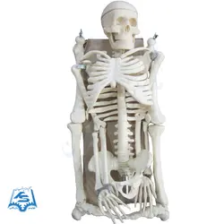 مولاژ اسکلت بدن انسان مدل ASM65