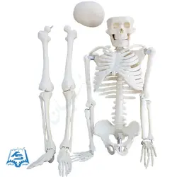 مولاژ اسکلت بدن انسان مدل ASM65