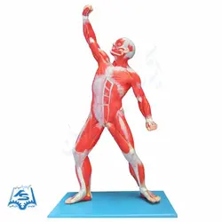 مولاژ عضلات بدن (فیگوردار) مدل ASM44-1