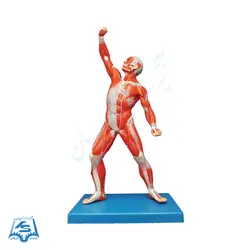 مولاژ عضلات بدن (فیگوردار) مدل ASM44-1