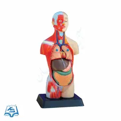 مولاژ مینی نیم تنه عضله دار مدل ASM03