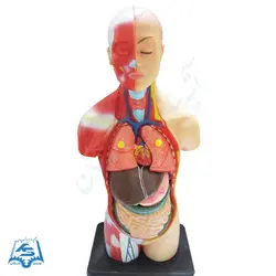 مولاژ مینی نیم تنه عضله دار مدل ASM03