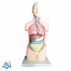 مولاژ نیم تنه انسان مدل ASM02