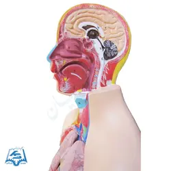 مولاژ نیم تنه انسان مدل ASM02
