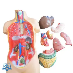 مولاژ نیم تنه انسان مدل ASM02