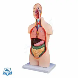 مولاژ نیم تنه انسان مدل ASM02