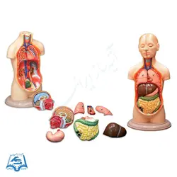 مولاژ نیم تنه انسان (با نمایش نیم سر) مدل ASM06
