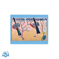 مولاژ مقطع پوست مدل ASM60