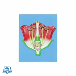 مولاژ گل مدل ASM56