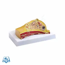 مولاژ مقطع سینه (نمایش غدد و بیماریها) مدل ASM62