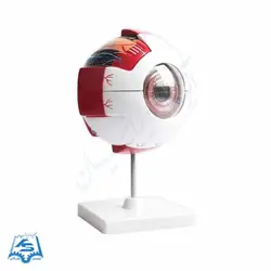 مولاژ کره چشم (بزرگ) مدل ASM14