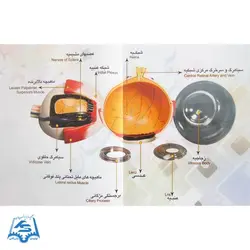 مولاژ کره چشم (بزرگ) مدل ASM14