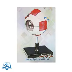 مولاژ کره چشم (بزرگ) مدل ASM14