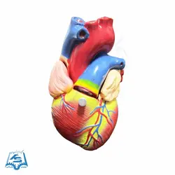 مولاژ قلب با نمایش آئورت مدل ASM10