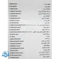 مولاژ قلب با نمایش آئورت مدل ASM10